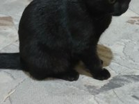 Dişi erkek bebek kediler