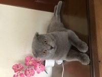 Erkek scottish fold kedimi sahiplendireceğim