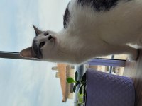 KEDİMİZE SICAK BİR YUVA ARIYORUZ