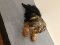 4 aylık yavru yorkshire terrier