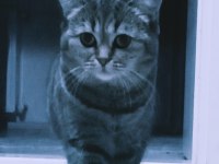 British Shorthair ve Tekir Kırması Sakız