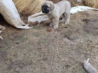Aksaray malaklısı köpeğimiz