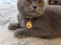 Çok Uysal Kısırlaştırılmış Scottish Fold Kedimiz