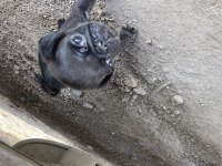Kısa bacak Pug mobs