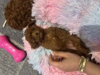 Kore teacup dişi poodle