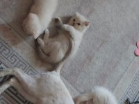 Mavi gözlü scottish fold yavrularımız