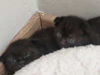 Kendi kedimin scottish fold yavruları