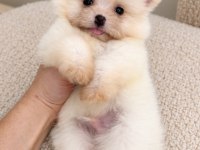 BİBLO POMERANİAN BOO MİNİ BOY