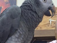 Uygun jako papağanı time yarı evcil
