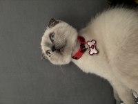 Scottish Fold Blue Point 3 Aylık Kedimiz