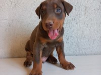 Orjinal king doberman yavrular