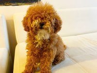9 AYLIK DİŞİ TOY POODLE