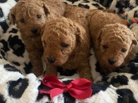 Ruhsatlı Köpek Çiftliğinden Toy Poodle Yavrularımız