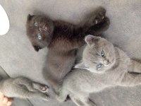 Scottish Fold British Shorthair Yavrular