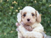 Cavapoo yavrularım