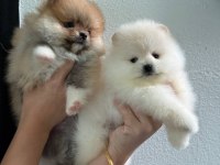 Pomeranian boo köpeği
