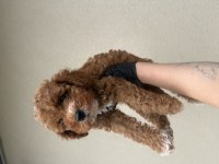 Toypoodle Bebeklerim 