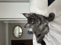 Ayşe ARIK FARKIYLA Maine Coon