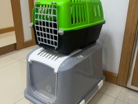 British Shorthair 1 yaşında