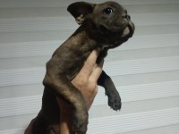 French bulldog yavruları gençlik aşıları tam