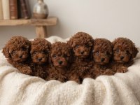 Toy Poodle Yavru Köpeği