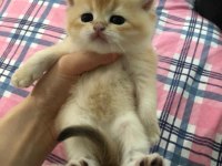 Son Kalan british shorthair golden blue
