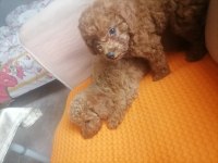 50 günlük toy poodle teacup küçük boy bebeklerim