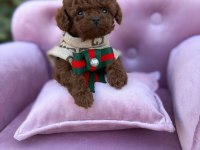 TEACUP KORE POODLE