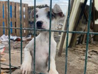 Jack russell melezleri için acil yuva sıcak yuvaları olsun