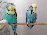 ÜST VASIF SHOW JUMBO TAKIM MUHABBET KUŞU