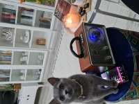 British shorthair dişi kedimiz