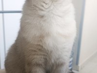 KISIRLAŞTIRILMIŞ ERKEK KEDİMİZ