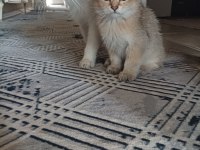 Uysal oyuncu 3 dişi ve 1 erkek british longhair yavrular