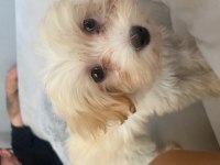 Yavru maltipoo