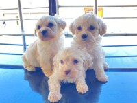 Ev doğumu maltese bebek köpeğimiz