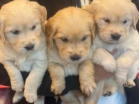 Bebek yüzlü golden retriever bebekler