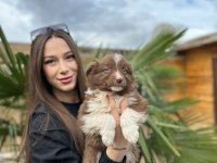 Border Collie Safkan Premıum Yavrular