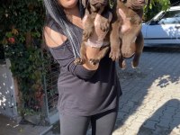 Çikolata Labrador Yavrularım