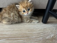 1 aylik british longhair bebik kedimize yuva arıyoruz.