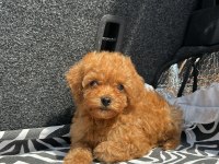 Ev Üretimi Kg Garantili Toy Poodle Yavrularımız