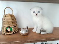 Evin Yaramaz Kedileri
