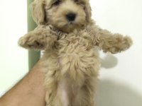 MALTİPOO YAVRULAR
