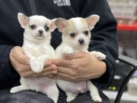 Xxs Safkan Chihuahua Yavrular Kısa Tüy Wc Eğitimli