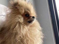 0 Boy A Kalite Pomeranian Boo Sahibinden
