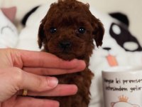 TEACUP POODLE YAVRUMUZ
