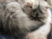 Chinchilla Dişi Kedimiz