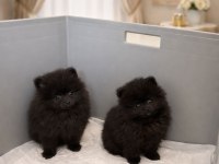 İki kardeş ikiside erkek pomeranian