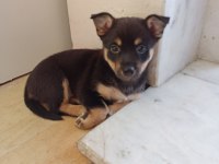 Minyatür Pinscher Dişi