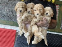 shoooowwww kalite toy poodle yavrular ankara mağazamızda