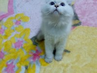 Safkan minik kediler